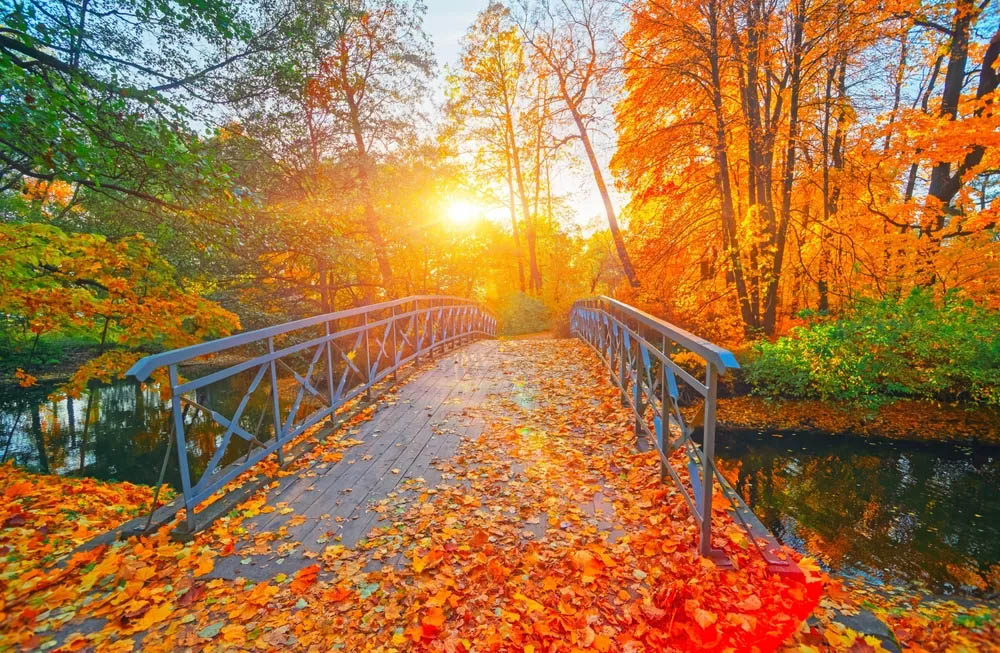 Fall Courses